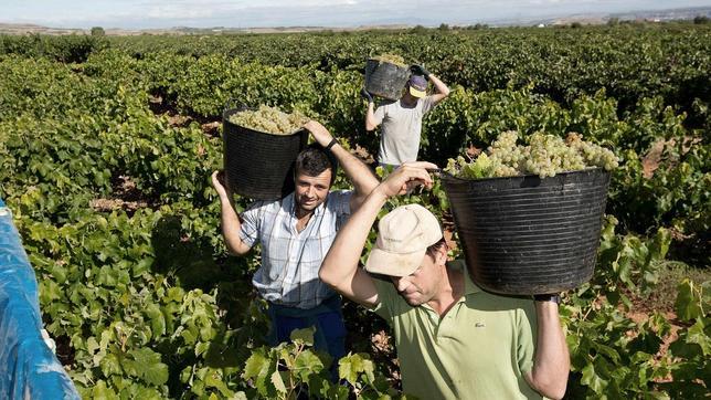 La vendimia valenciana disminuye un 15 por ciento debido al granizo y la sequía