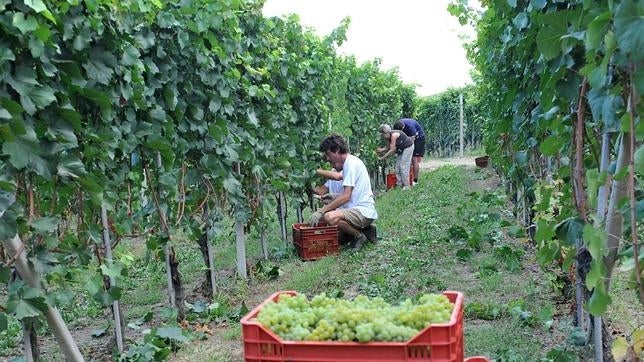 Cientos de campesinos trabajan drogados para soportar la dureza de las condiciones