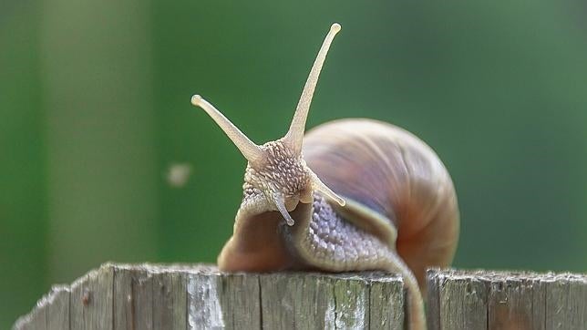 Los caracoles terrestres son inofensivos, que se sepa