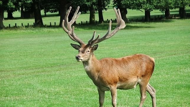 Provocan muertes al atravesar las carreteras