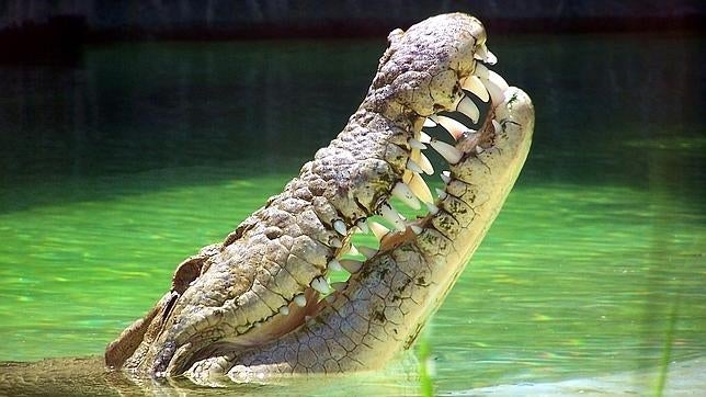 Hay cocodrilos que pueden llegar a medir seis metros y a pesar más de 700 kilogramos