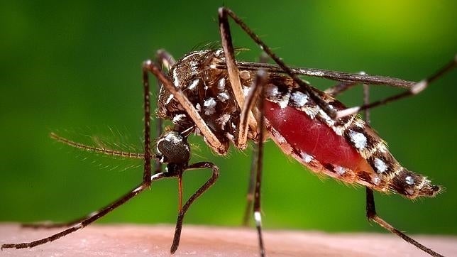 Los mosquitos son transmisores de enfermedades que pueden ser muy peligrosas en países con sistemas sanitarios débiles