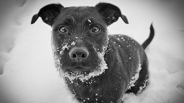 Este perro es inocente, pero otros contagian la rabia