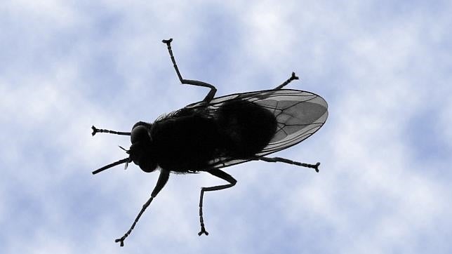 Su picadura puede provocar trastornos en el comportamiento y en los ciclos del sueño