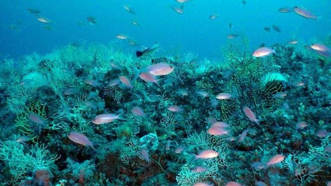 La gran riqueza del golfo de León se debe en parte a la abundancia de plancton