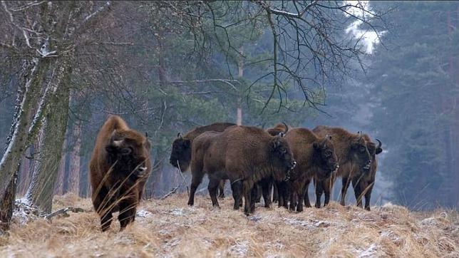 Bisonte europeo: el gran herbívoro que España necesita para no arder