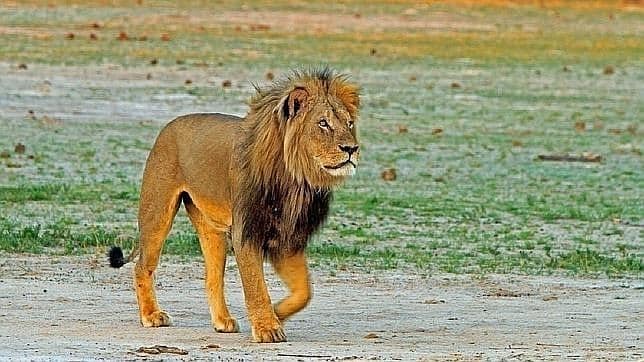 Imagen del león Cecil