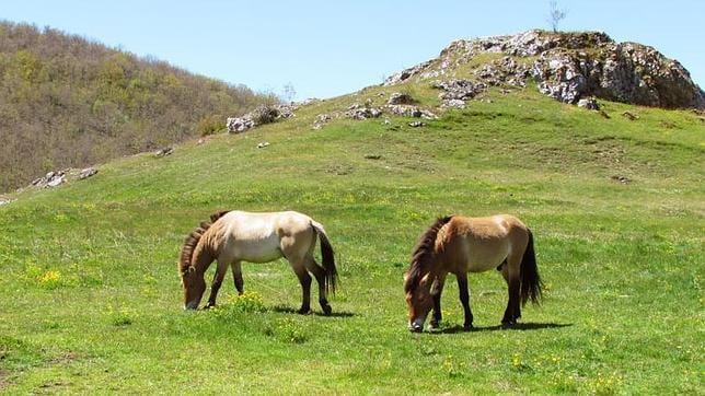 Según los investigadores, el cebro ibérico se parecería mucho a un caballo de Przewalski (Equus przewalskii) pero de color gris
