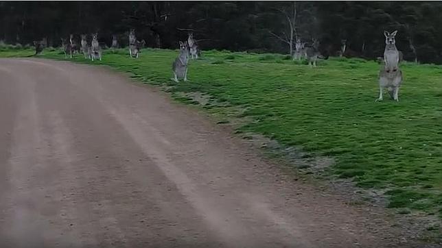 Unos canguros atemorizan a un ciclista australiano