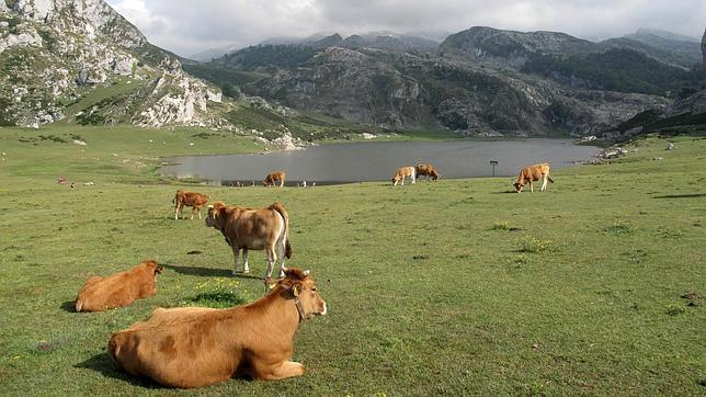 Piden que las vacas prescindan de los cencerros porque les alteran