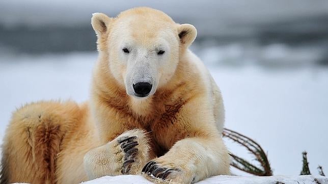 Caso cerrado: el oso polar Knut murió en 2011 por un tipo de encefalitis humana