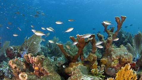 Le sale competencia a la Gran Barrera de Coral australiana