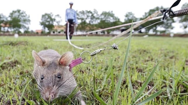 Muere un recién nacido tras ser atacado por ratas en un hospital en la India