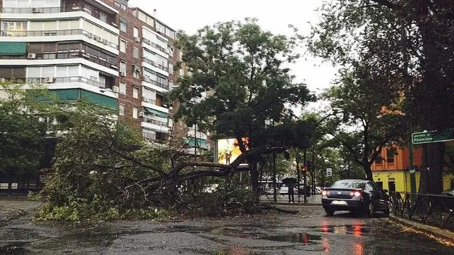 Un árbol caído en la ciudad de Madrid como consecuencia de la tromba que se produjo este domingo