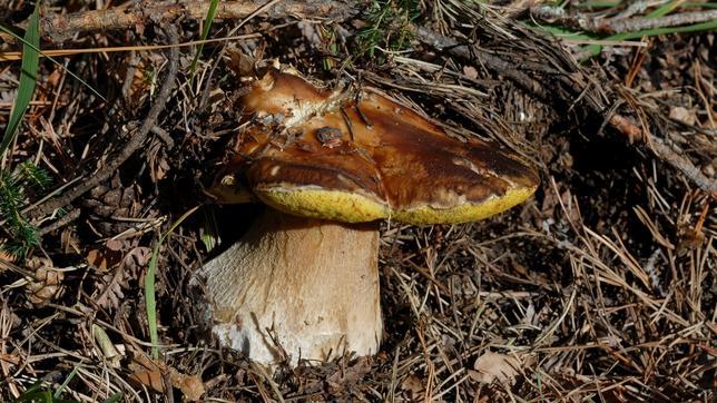 Boletus Edulis, donde micología y gastronomía confluyen