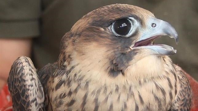 Muere a disparos uno de los halcones peregrinos protegidos de Madrid