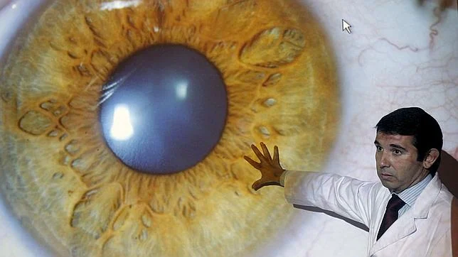 El estudio deuestra que la falta del gen Meis1 reduce mucho la formación del esbozo del ojo