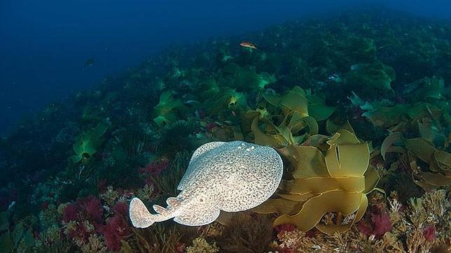 Pesca de arrastre: los motivos científicos que explican por qué debería prohibirse a más de 600 metros