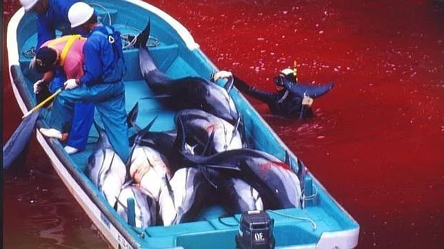 Foto sin fechar, de algunos pescadores de Taiji, en la prefectura de Wakayama, capturando delfines
