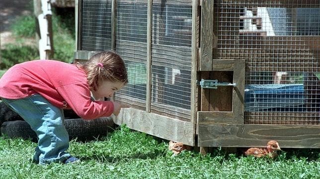 Los hogares con animales domésticos, así como las explotaciones lecheras están más protegidos contra las alergias