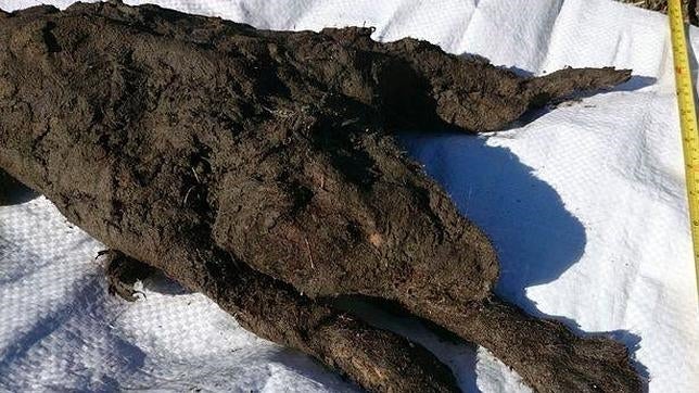 Encuentran un cachorro perdido... momificado hace 12.000 años