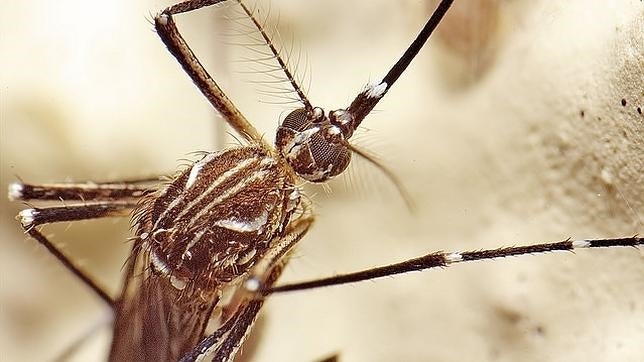 Identificados 21 focos de mosquito tigre en Valencia