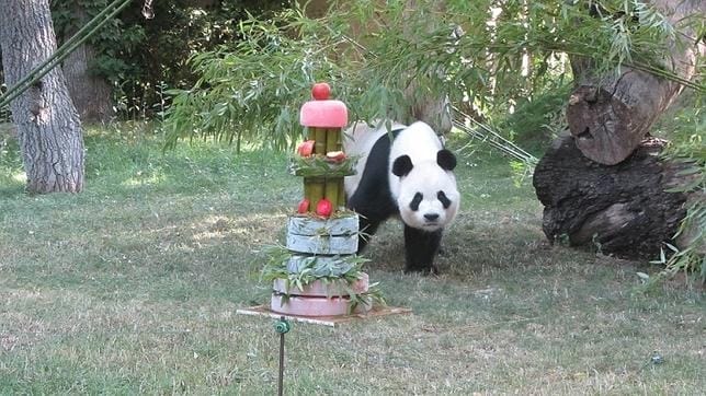 En la imagen, la cría de oso panda Xing Bao, que aterrizó hace dos años en Madrid