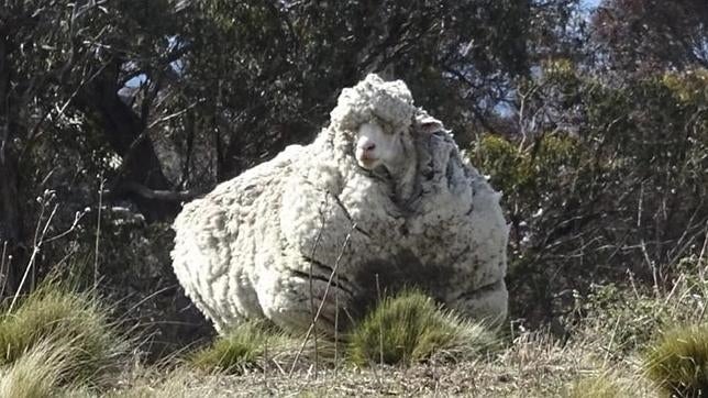 Un australiano esquila 42,3 Kg de lana a una oveja