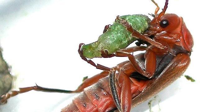 En busca del mejor «ejército» de insectos para mantener los campos sanos