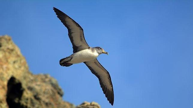 Las Islas Salvajes, el laboratorio de la evolución que habría fascinado a Darwin