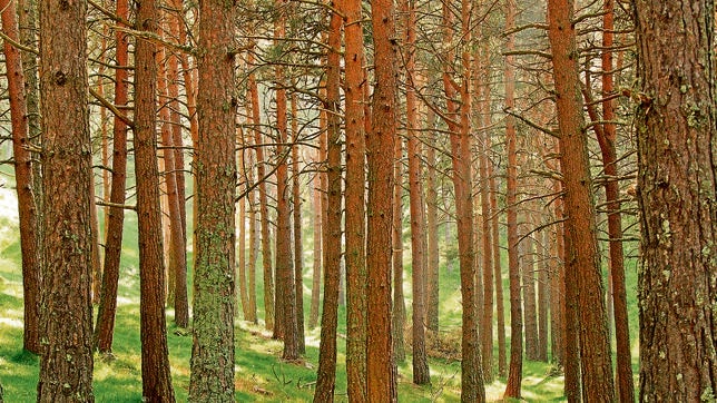 La deforestación se ralentiza a nivel mundial