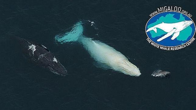 Avistan un raro ejemplar de ballena albina en Nueva Zelanda