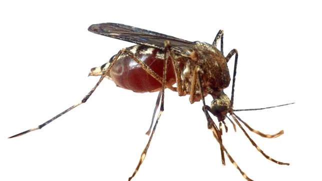 El mosquito tigre es el transmisor del chikungunya
