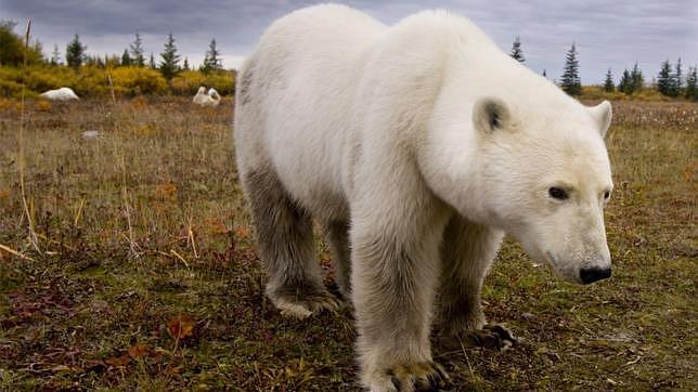 Los científicos asediados por osos polares en una isla del Ártico