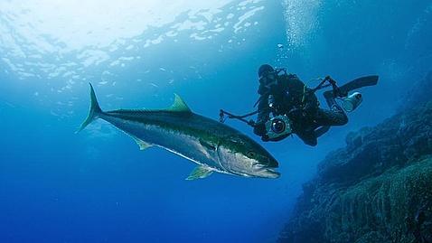 Chile: Los ecologistas quieren crear el mayor parque marino del mundo en las Islas Desventuradas