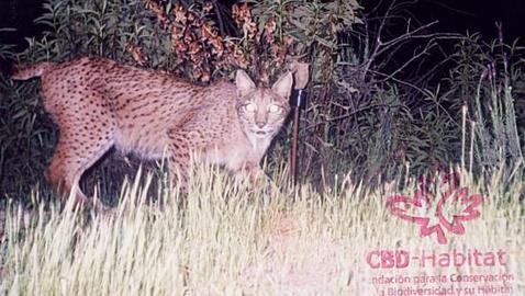 Muere Miranda, uno de los linces ibéricos más longevos conocidos