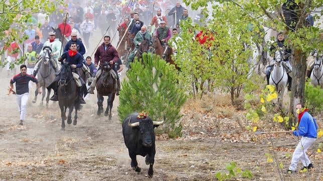 En directo: Catalá recuerda que el Toro de la Vega es una «tradición» que no está prohibida