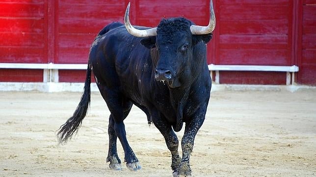 Cuando el Toro de la Vega estuvo prohibido y otras claves sobre el festejo