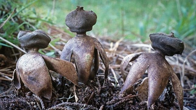 Los duendes del bosque existen...