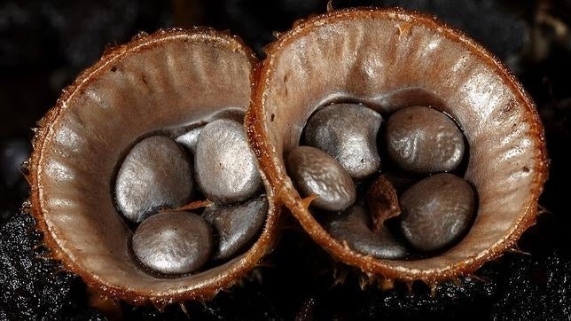 Falsos nidos, que en realidad son un hongo