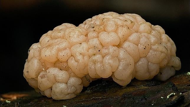 No hay que explicr por qué a este hongo se conoce como Tremella encephala