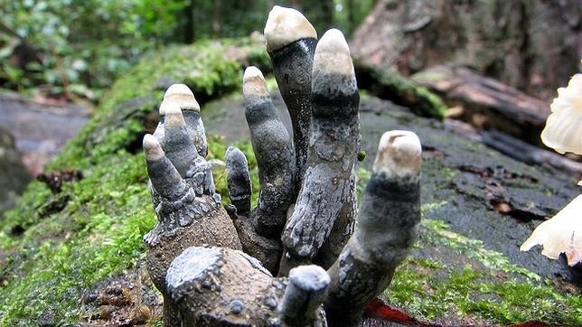 Una mano muy sobrenatural