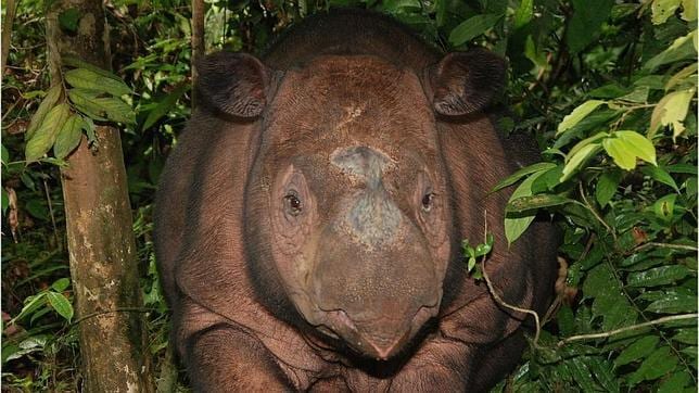 La surpervivencia del rinoceronte de Sumatra pasa por proteger cinco áreas