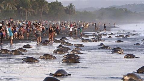 Tortugas y osos, amenazados por los «selfies»