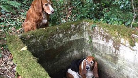 Un perro hace compañía a otro, atrapado en un hoyo, durante la semana que tardaron en rescatarlos