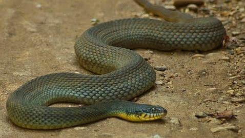 Una hembra de serpiente que vive en cautividad sin compañero da a luz... por segunda vez