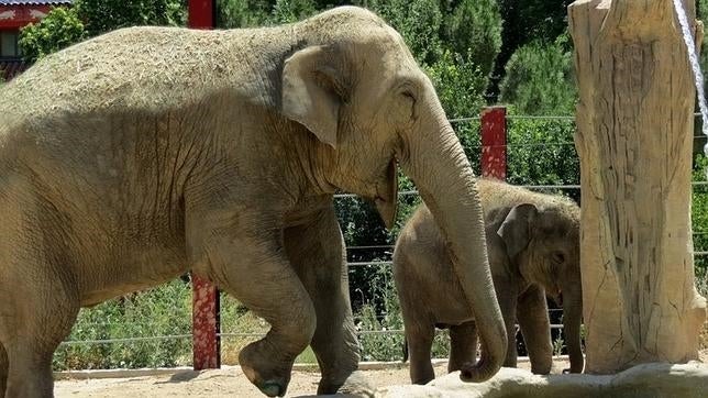 El Zoo de Madrid despide a dos elefantes