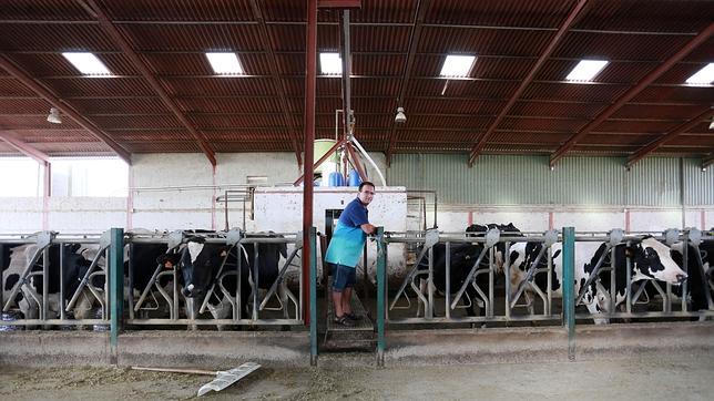 Ganaderos «con la leche al cuello»