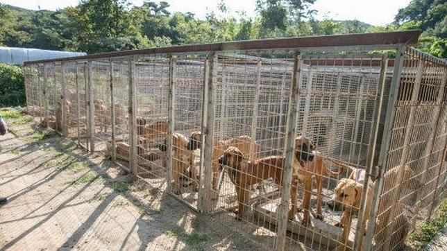 Rescatan a 103 perros y cachorros destinados al consumo humano