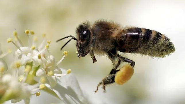 Los apicultores calculan un descenso del 35% en su producción de miel